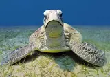 Malahini Kuda Bandos foto 12
