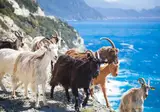 Ontdek Corsica foto 14