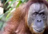 The Great Sumatra & Bali Adventure foto 5