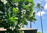 Waimea Plantation Cottages Kauai foto 9