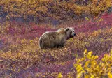 Ontdek Alaska foto 6