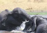 Fly In Luxury Safari Botswana foto 5