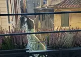 Casa Pisani Canal foto 23
