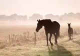 Landgoed de Holtweijde foto 29