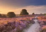 TopParken Bospark Ede foto 18
