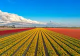 Fietscruise voorjaarstour tulpen en Nederlands erfgoed met De Holland foto 1