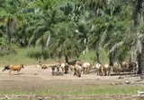 8 daagse combinatiereis Beleef het échte Gambia foto 1