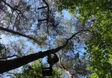 La Forêt foto 17