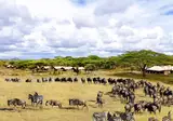 13 daagse safari Ritme van Serengeti & Zanzibar foto 2