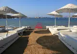 Okaliptus foto 4