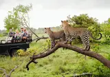 Ontdek het Noorden van Zuid-Afrika incl. Kruger foto 2