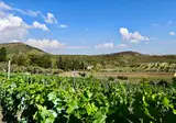Azienda Vecchia Masseria foto 11