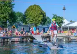 Camping Betuwestrand foto 8