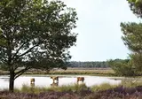 Fietsvakantie De Groote Peel foto 3