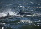 Het hart van Schotland foto 5