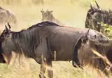 A Wildlife Adventure in Tanzania and Zanzibar foto 6