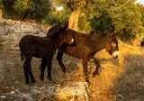 Masseria Corte Degli Asini foto 12