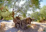 Ontdek Zakynthos vanuit Argassi foto 4