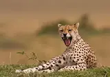 Ontdek het Noorden van Zuid-Afrika incl. Kruger foto 9