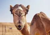 Best of Oman foto 1