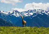 Explore the Scenic Pacific Northwest foto 1