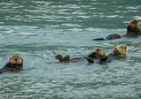 Ontdek Alaska foto 2