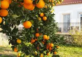 Quinta Vale Porcacho foto 19