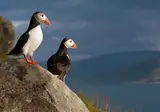 10 daagse fly drive Het beste van de Fjorden foto 5