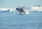 Expeditiecruise Antarctica per m/v Hondius foto 5