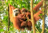 Ontdek Noord-Sumatra en relax op Bali foto 10
