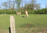 Camping Dal Van De Mosbeek foto 19