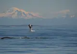 Western Canada & The Inside Passage foto 12