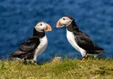Orkney en Shetland Eilanden foto 7