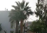 Zinovia foto 12