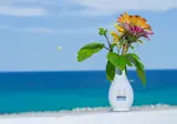 Hotel Dreams Beach foto 30