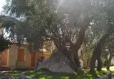 L'Olivara Villaggio foto 19