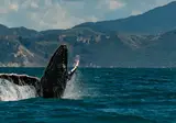 Experience the Highlights of New Zealand foto 6