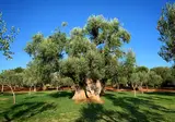 Agriturismo Masseria San Martino foto 11