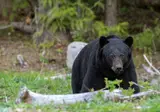 Whales, Bears and Vancouver Island foto 7
