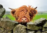 Highlands en Hebriden foto 2