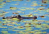 Discover Fantastic Florida foto 4