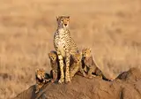 Tanzania op het gemak foto 10