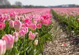 Fietscruise voorjaarstour tulpen en Nederlands erfgoed met De Holland foto 9