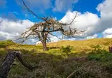 Vakantiepark Schoorlse Duinen foto 10