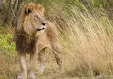 Explore Beautiful Botswana foto 5