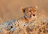 A Wildlife Adventure in Tanzania and Zanzibar foto 1