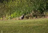 Crete Golf Club Hotel foto 19