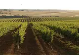 Hotel Rural Vila Gale Alentejo Vineyards foto 38