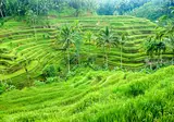 Bijzonder Bali foto 11