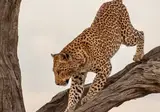 Fly In Luxury Safari Botswana foto 6